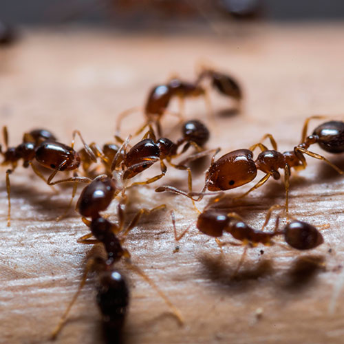 Auch Ameisen können zur Plage werden - rufen Sie uns, Ihren Schädlingsbekämpfer an.
