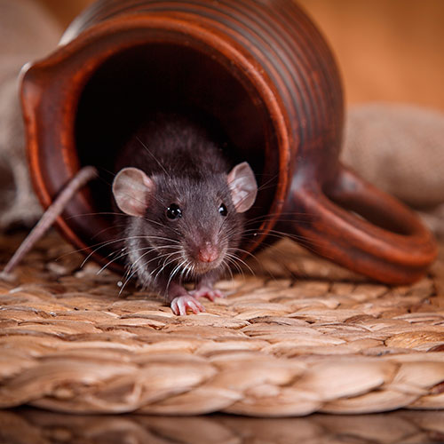 Mäuse - werden sie zur Plage kann der Schädlingsbekämpfer/Kammerjäger helfen