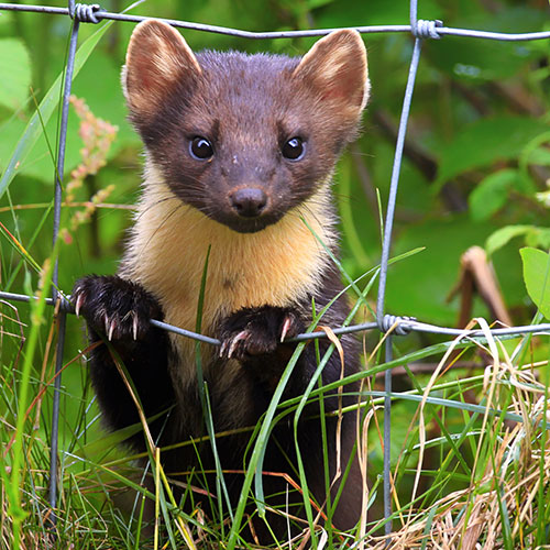 Ratten Plage - rufen Sie uns, Ihre Schädlingsbekämper aus Norderstedt, Quickborn und Umgebung