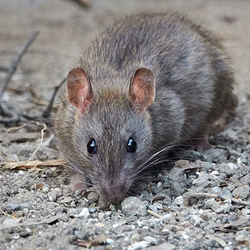 Ratten Plage - rufen Sie uns, Ihre Schädlingsbekämper aus Norderstedt, Quickborn und Umgebung