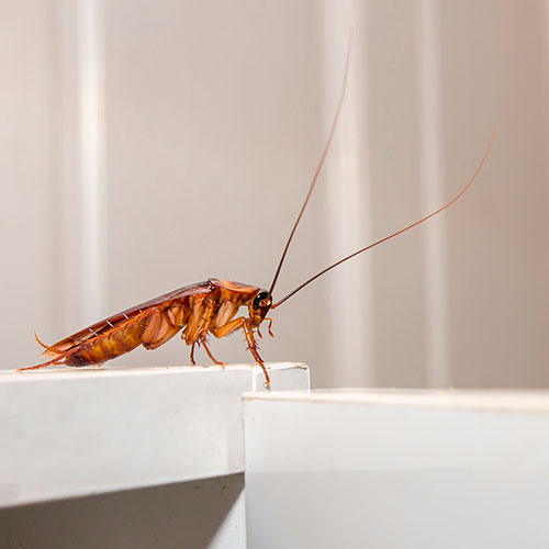 Schaben in der Wohnung wollen die wenigsten. Ihr Schädlingsbekämper/Kammerjäger aus Norderstedt kann helfen