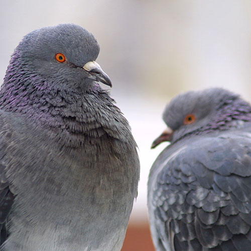 Tauben Plage - rufen Sie uns, Ihre Schädlingsbekämper aus Norderstedt, Quickborn und Umgebung