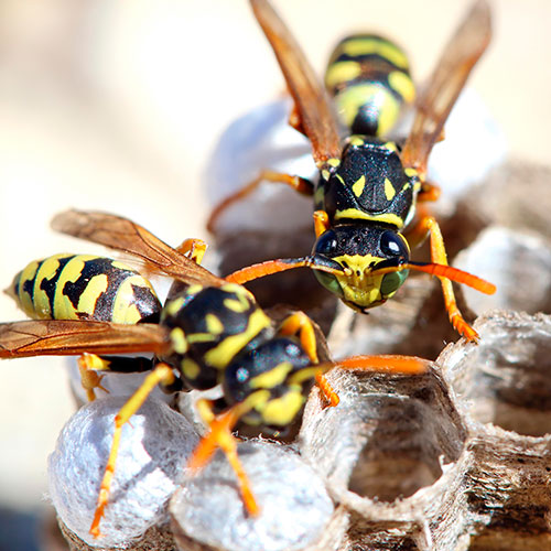 Wespen - werden sie zur Plage rufen Sie den Schädlingsbekämpfer/Kammerjäger, er kann helfen