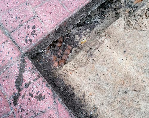 Vorratshaltung von Ratten unter der Terasse